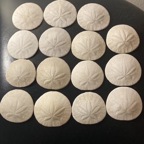 LARGE sand dollars hand picked off the CA beach - Picture 2 of 3